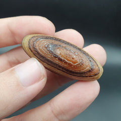 Rare Dragon Skin eye Agate Himalayan Indo Tibetan Agate bead Amulet Bead #27