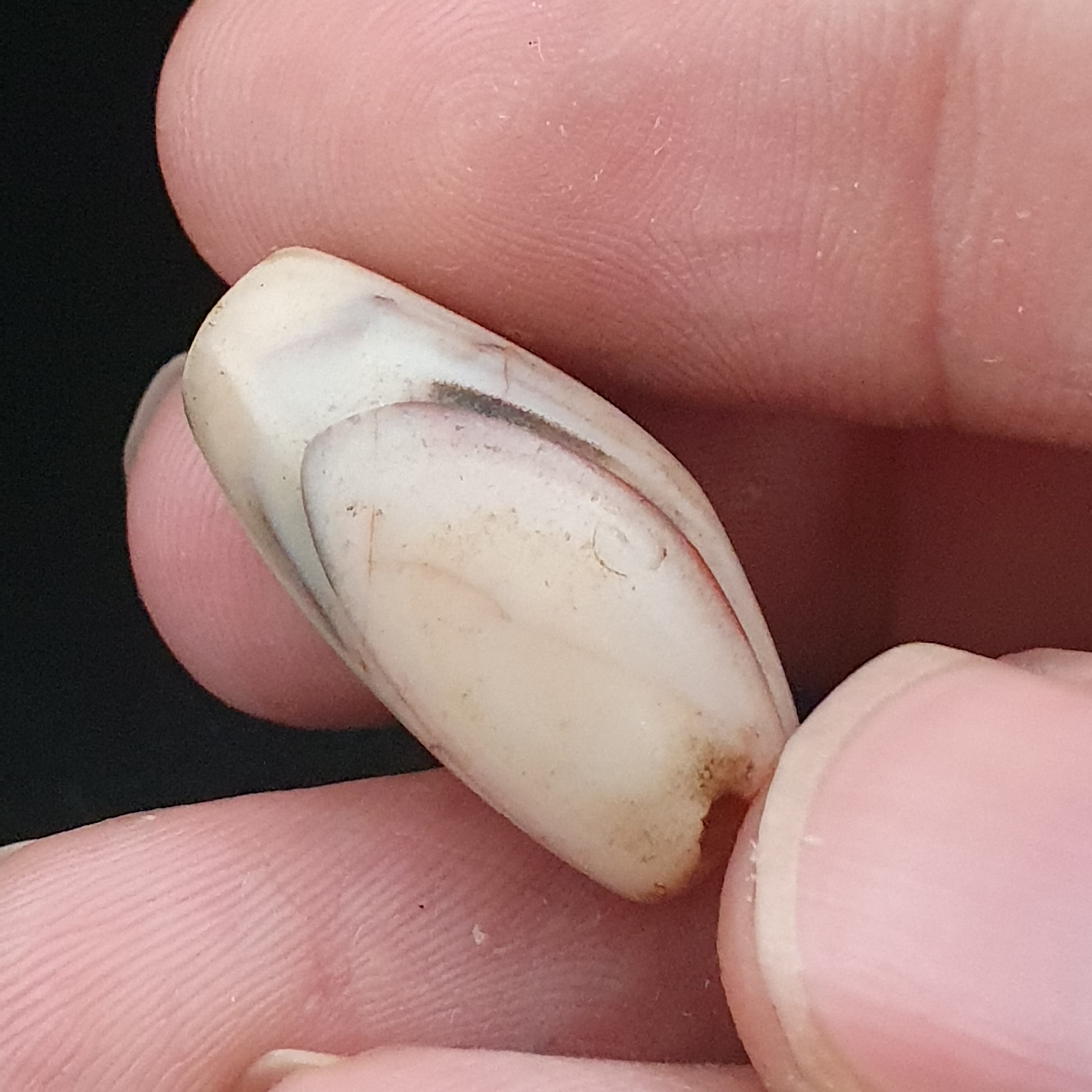 Rare Ancient Natural Eye Suliemani Agate Pair