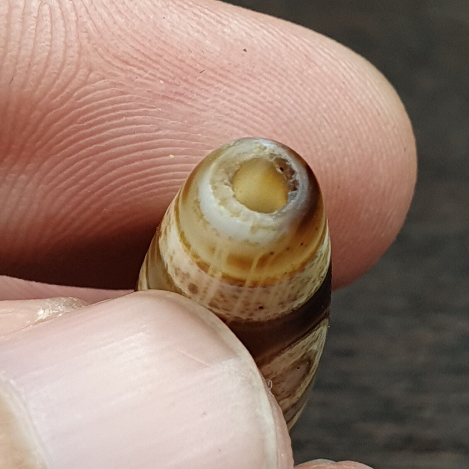 Vintage Eye BEAD Tibetan dzi bead old amulet Agate Tibet gzi pendant