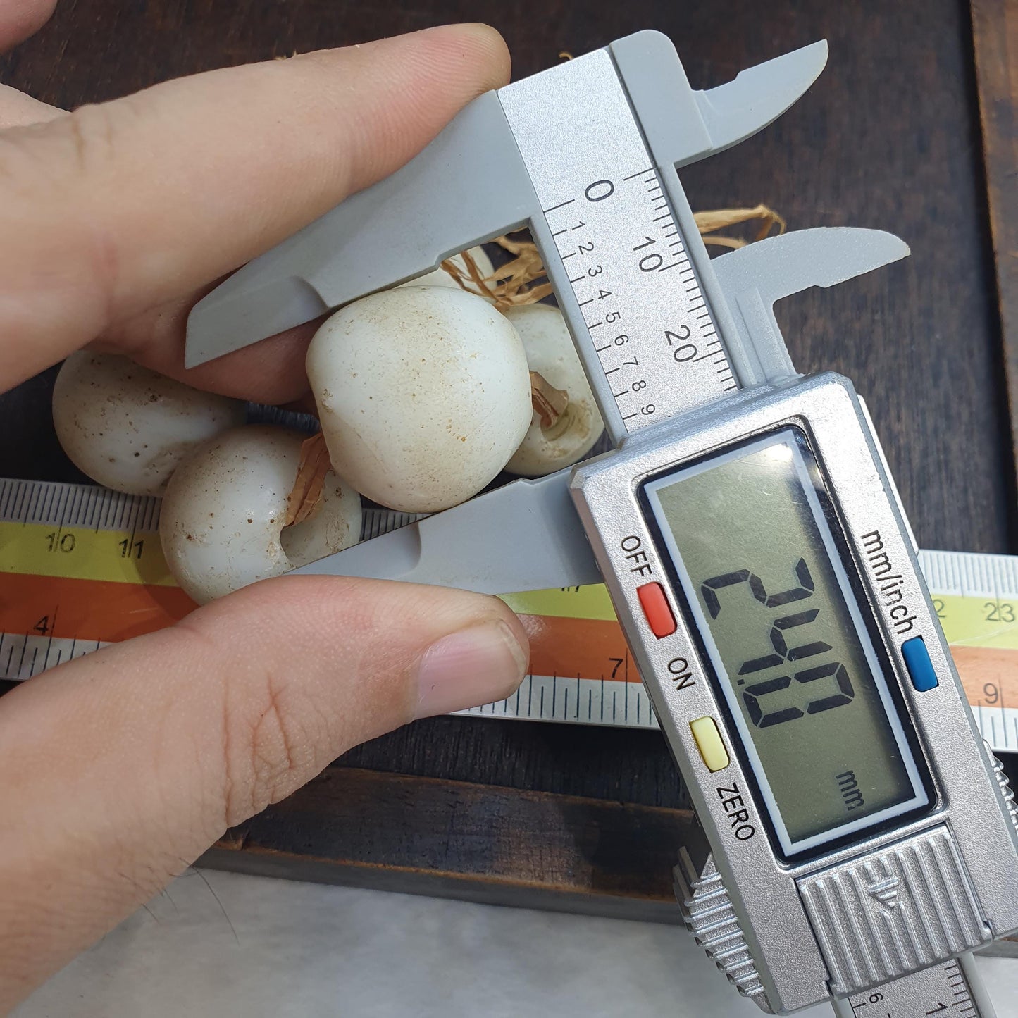 Rare Antique African Glass Trade Beads Lot of 7 - Vintage Opaque White Pigeon Egg Beads