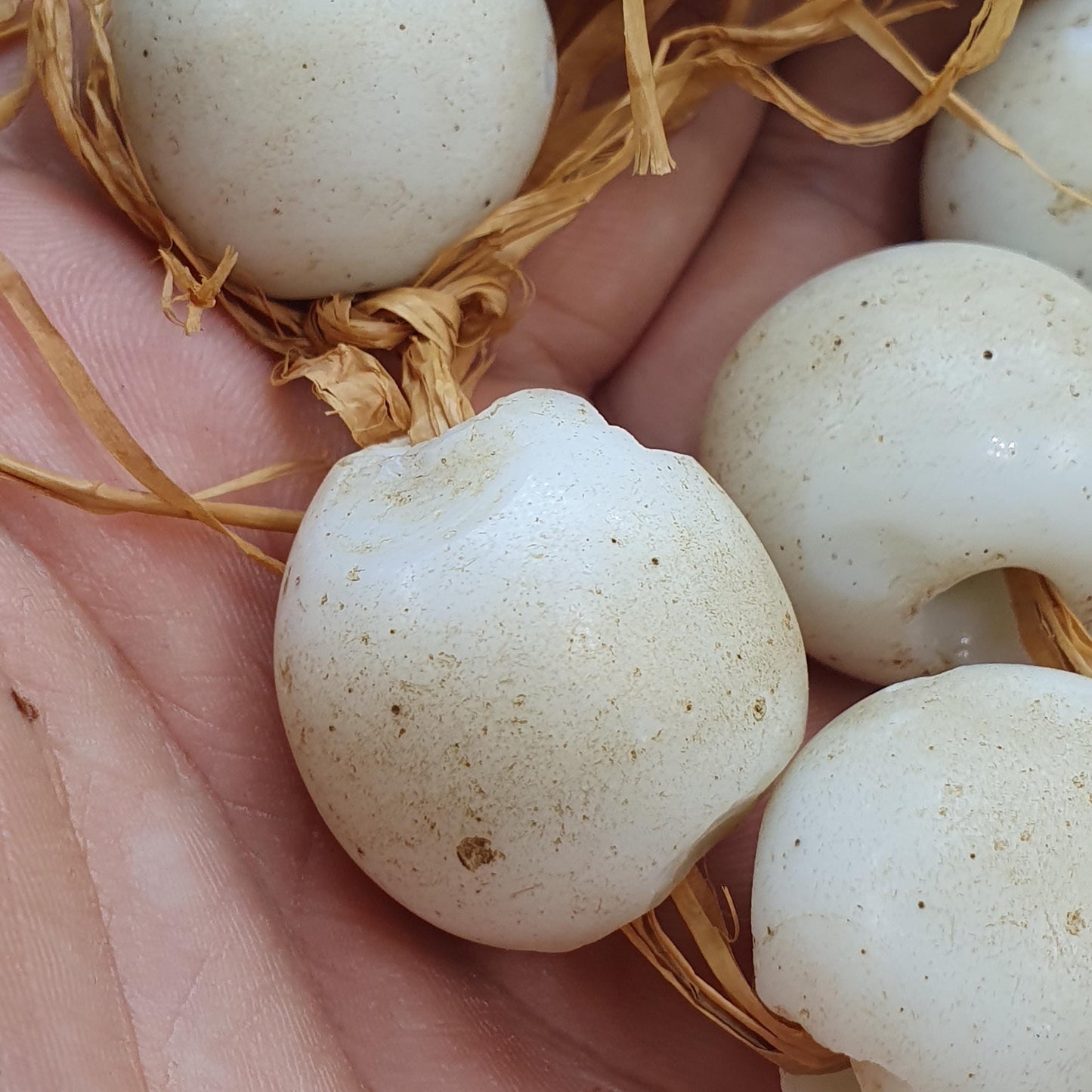 Rare Antique African Glass Trade Beads Lot of 7 - Vintage Opaque White Pigeon Egg Beads
