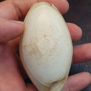 Huge Antique old african rare agate traded bead 78.9mm x 44.6mm