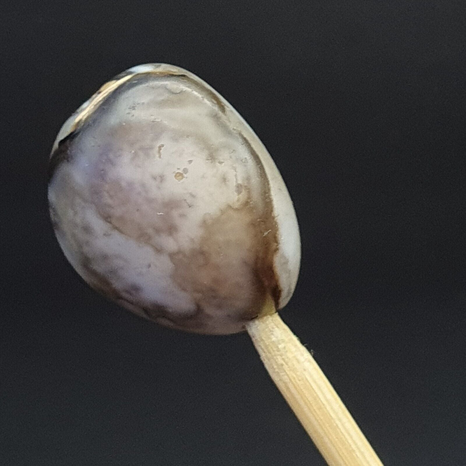 midle eastern old Antique Himalayan Indo Tibetan Eye Suleimany Bead SL010