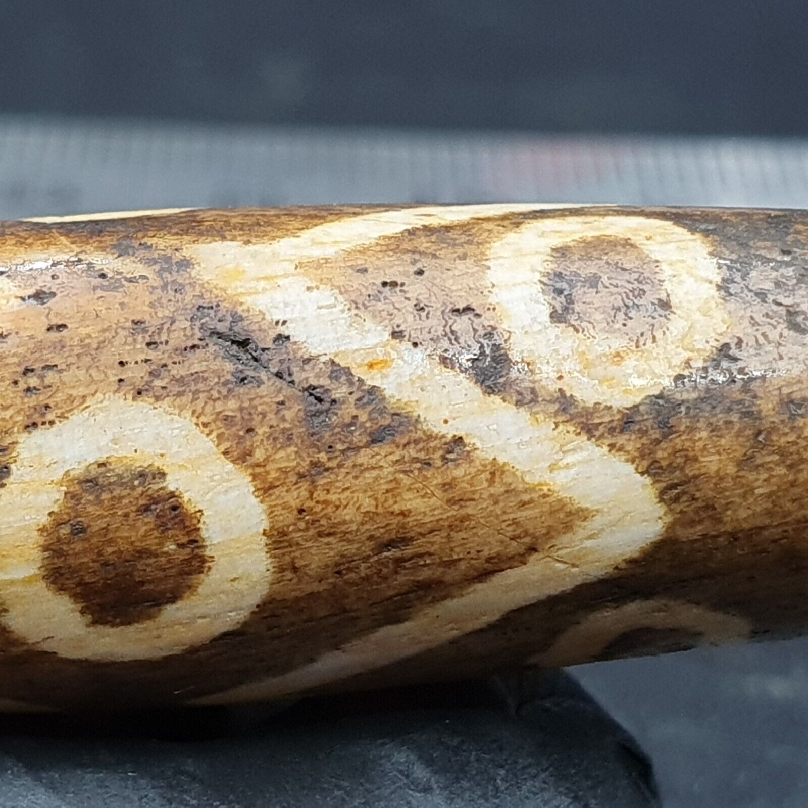 South Asian Burmese 53mm Old 9 eyes Pumtek petrified Wood Bead Unique pattern