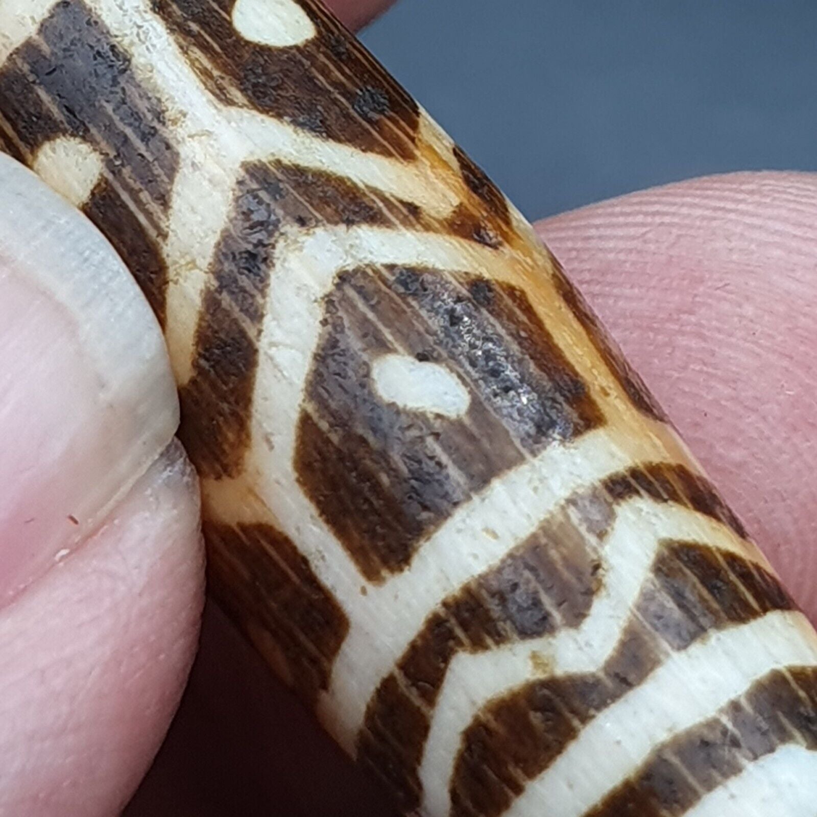 Vintage Asian Burmese Old Pumtek pyu petrified Wood Stone bead