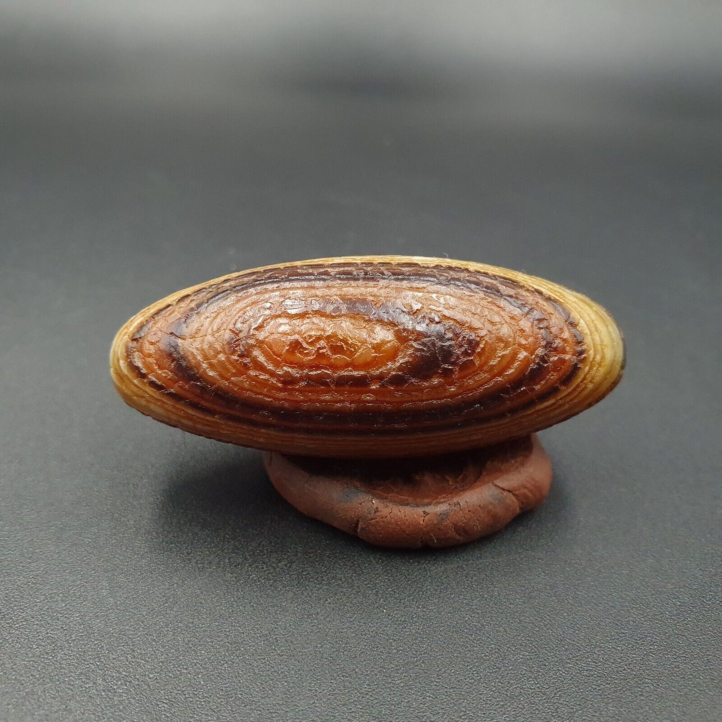 Seltene Drachenhautauge Achat Himalaya Indo Tibet Achat Perle Amulett Perle #27
