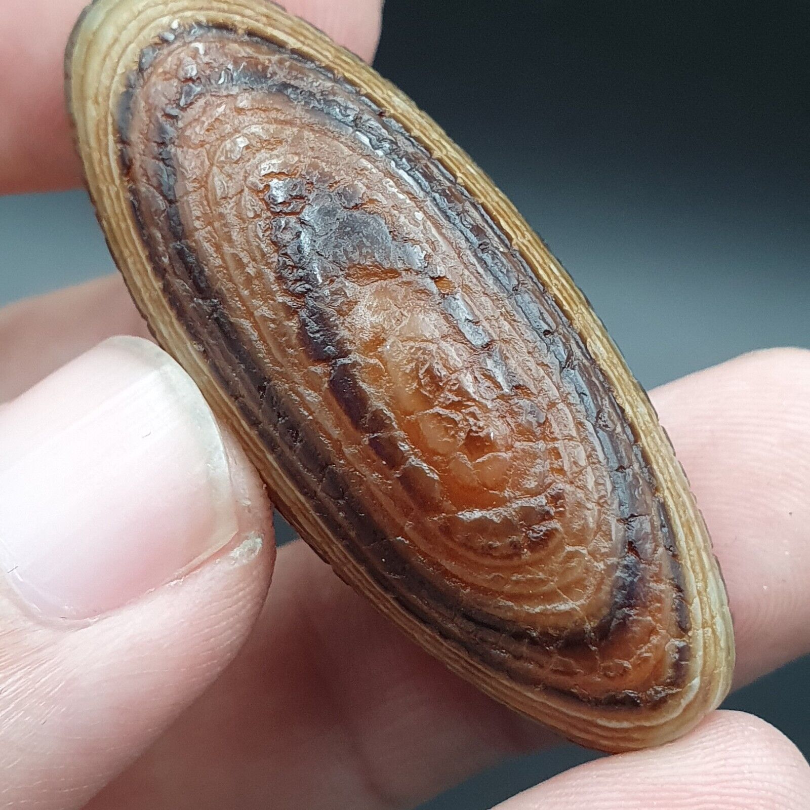 Rare Dragon Skin eye Agate Himalayan Indo Tibetan Agate bead Amulet Bead #27