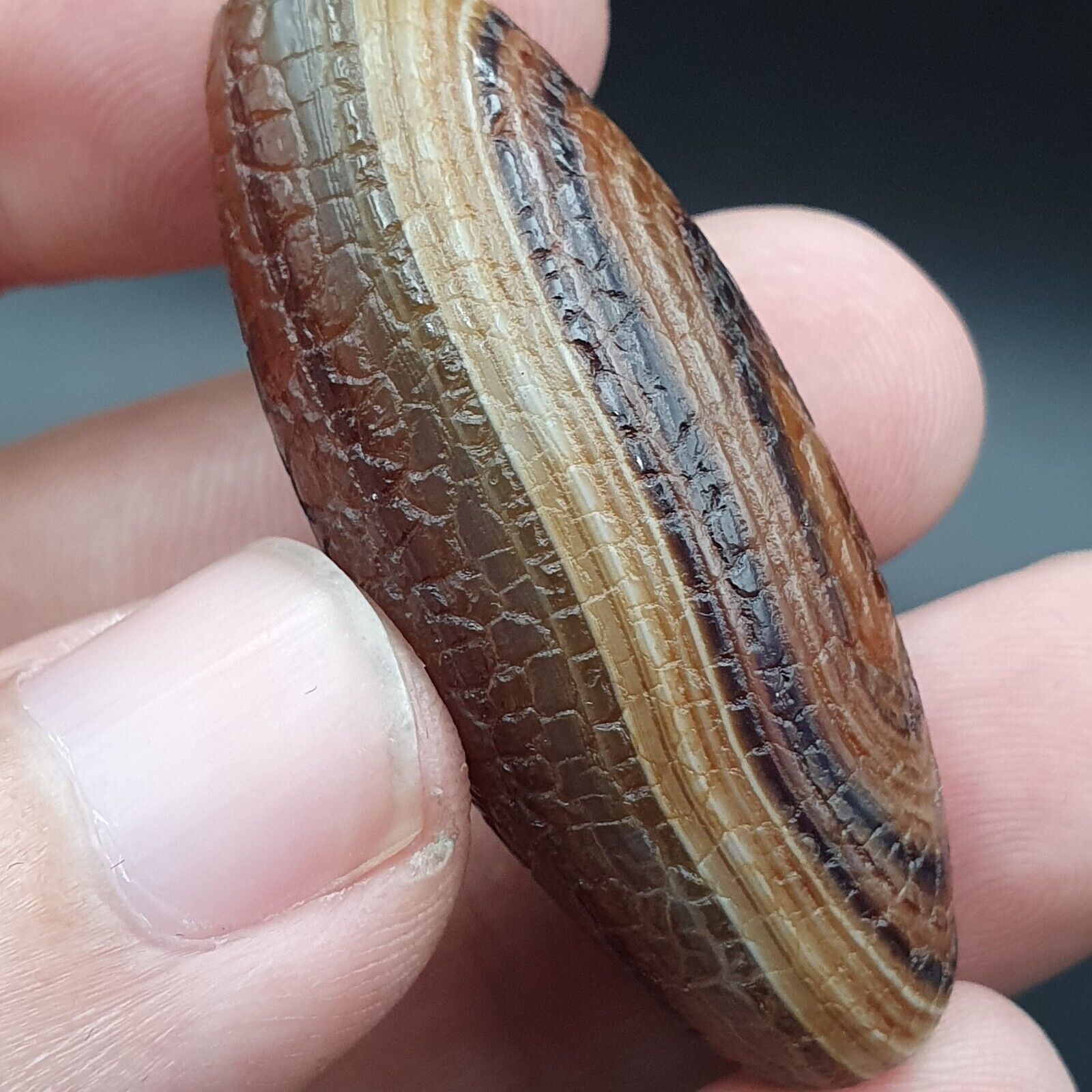 Rare Dragon Skin eye Agate Himalayan Indo Tibetan Agate bead Amulet Bead #27