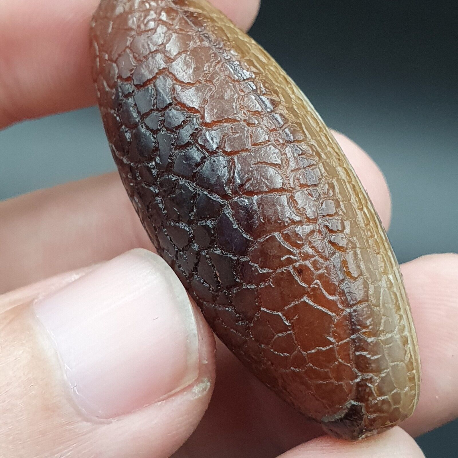 Rare Dragon Skin eye Agate Himalayan Indo Tibetan Agate bead Amulet Bead #27