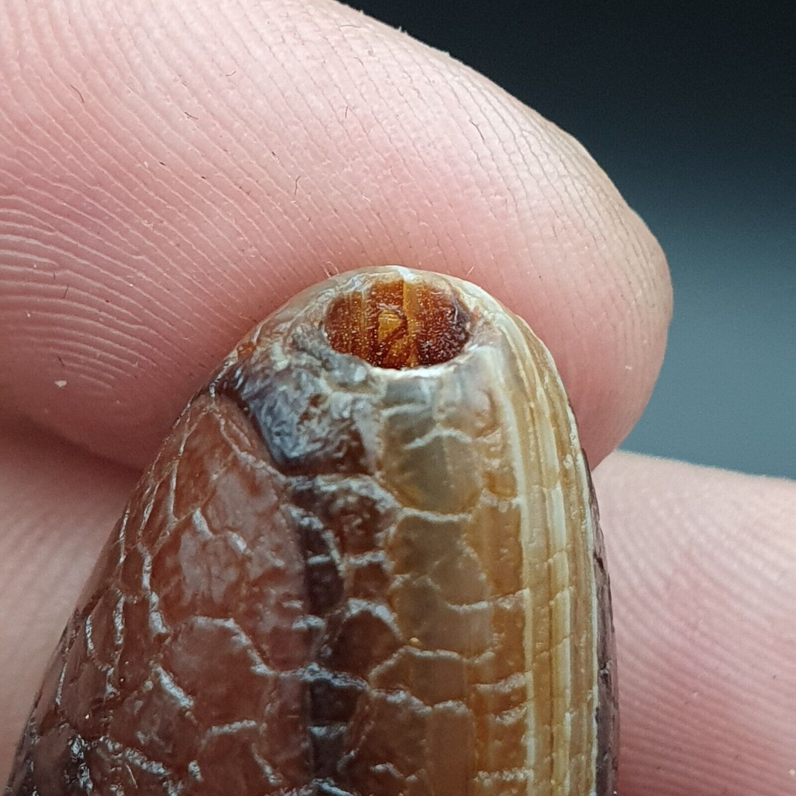 Rare Dragon Skin eye Agate Himalayan Indo Tibetan Agate bead Amulet Bead #27
