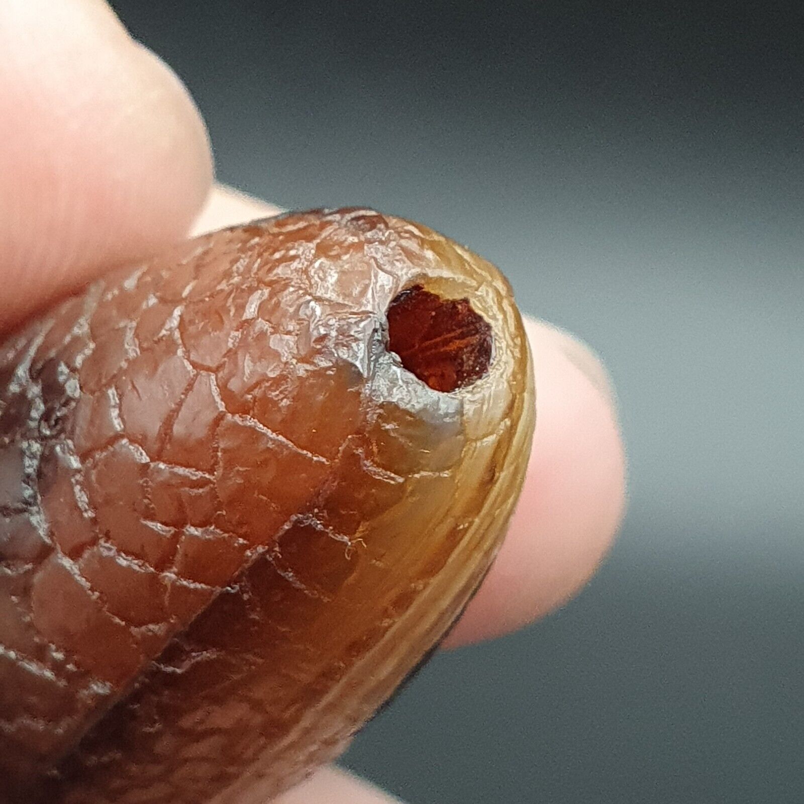 Rare Dragon Skin eye Agate Himalayan Indo Tibetan Agate bead Amulet Bead #27