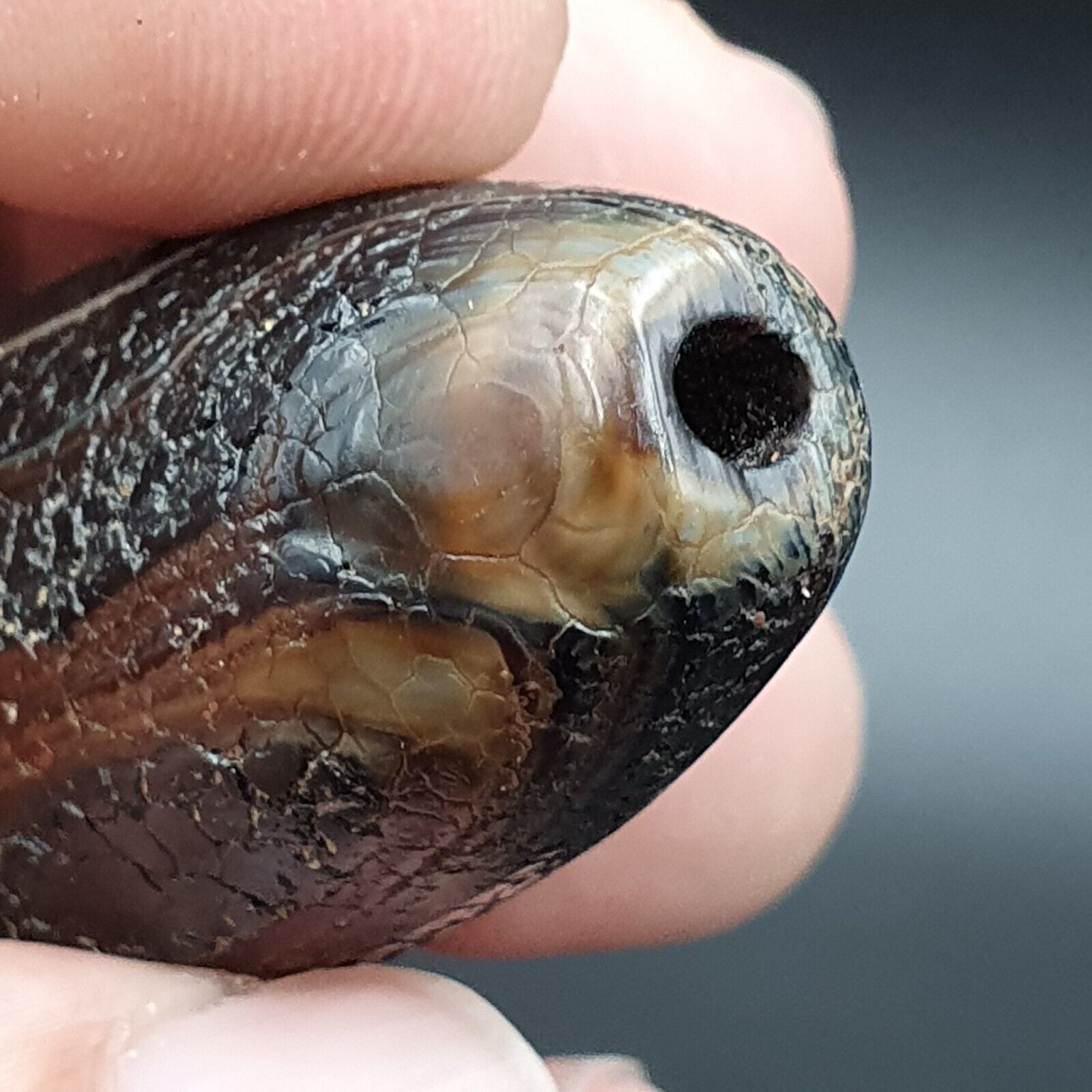 Dragon Skin Agate Himalayan Indo Tibetan Agate bead Amulet Bead #23