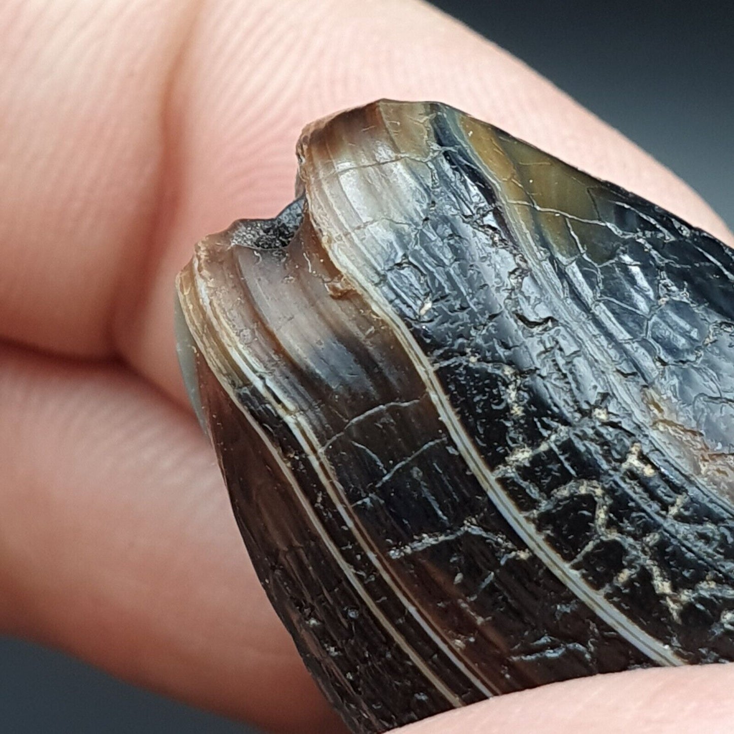 Drachenhaut Achat Himalaya Indo Tibet Achat Perle Amulett Perle #23