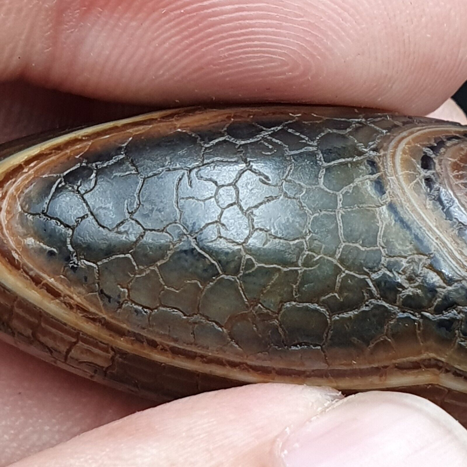 Himalayan Indo Tibetan Agate bead Dragon Skin Agate Amulet Bead #22