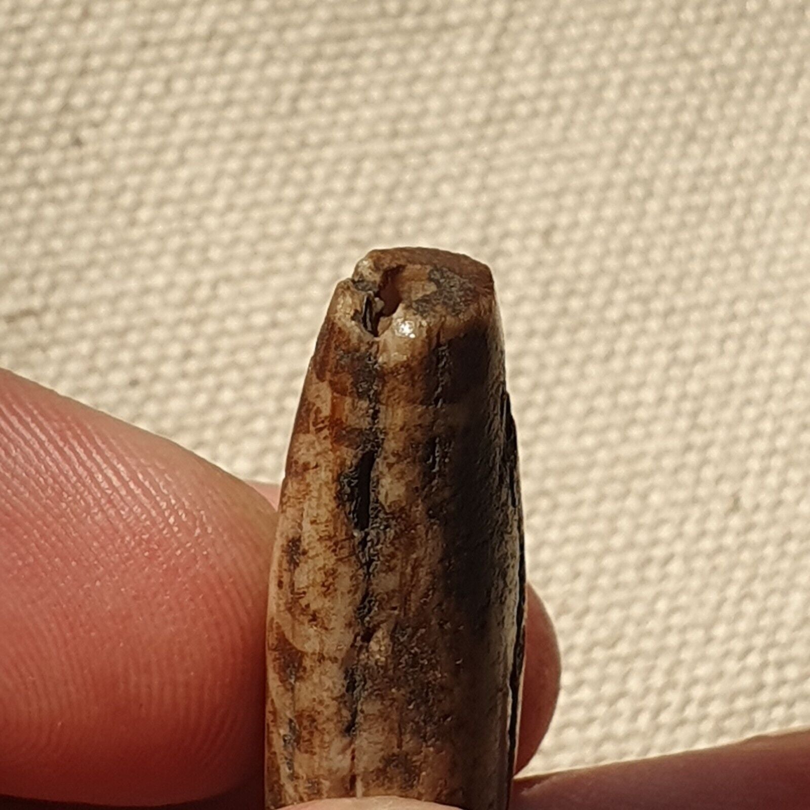 Asian Burmese Antique Pumtek petrified Wood Stone bead